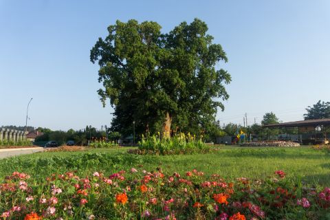 Тюльпанное дерево в Сочи