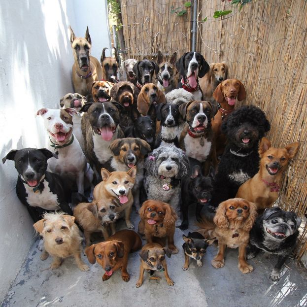 Выставка собак в Сочи