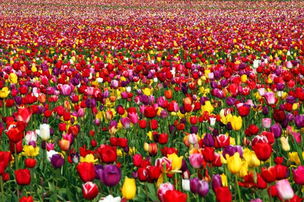 Более 450 000 цветов высадят в Сочи