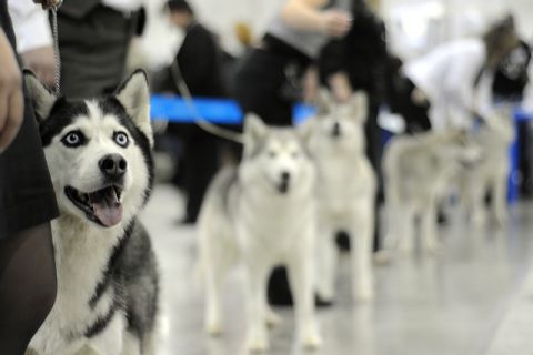 Выставка собак в Сочи