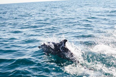 Милые дельфины Сочи