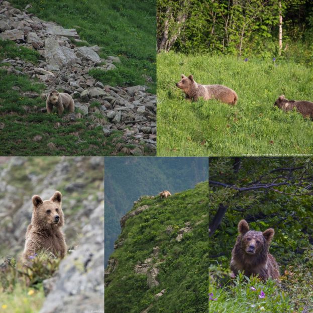 Медведи в Кавказком заповеднике
